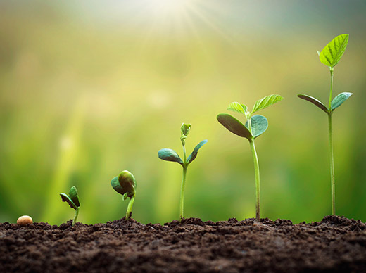 photograph of a plant as it grows in different stages